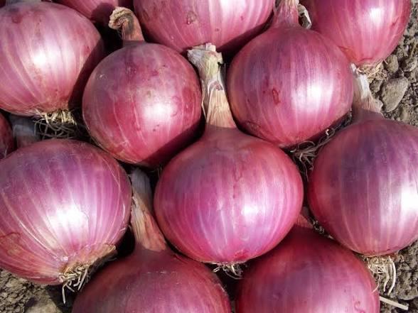 OIGNONS ROUGES 5KG