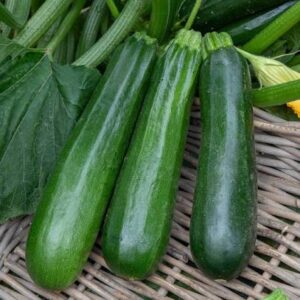 COURGETTES FRAÎCHES 1KG