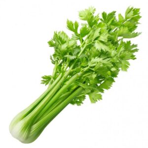 CÉLERI BRANCHE PIÈCE