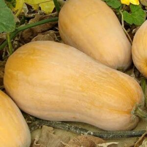 BUTTERNUT PIÈCE