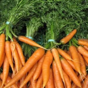 CAROTTES BOTTE