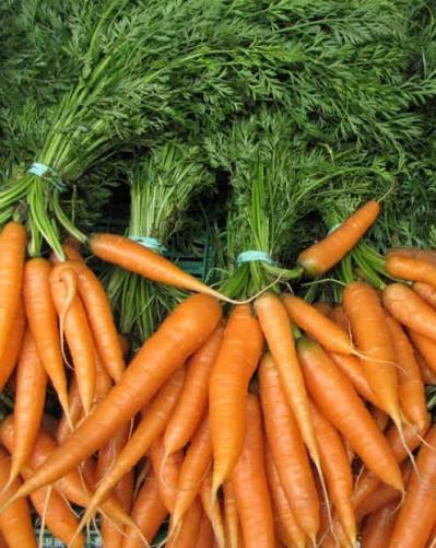 CAROTTES BOTTE