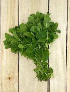 MENTHE FRAÎCHE BOTTE